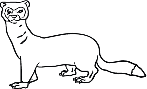 Ferret 4 Coloring Page